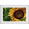 DOME 프린트패키지 (100802)Sunflower
