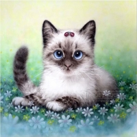 보석십자수 CH3D-75 꽃밭고양이(전체큐빅) -H