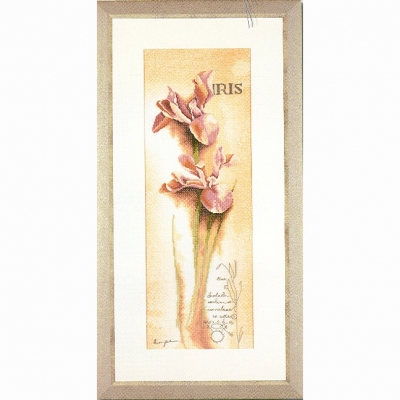 IRIS-BOTANICAL-0008049(34925)