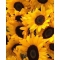해바라기꽃향기-3D전체-39*49 cm-kyd012