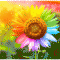 [보석 십자수]7색해바라기(MJ0100-02)-Y ^